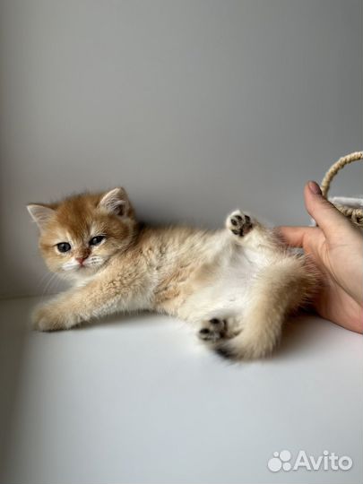 Британская золотая шиншилла ny12