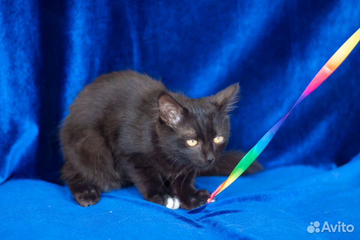 Котёнок Барон, 5 месяцев