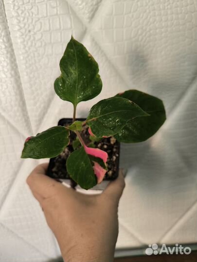 Альтернатера