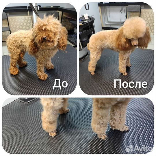 Груминг собак и кошек