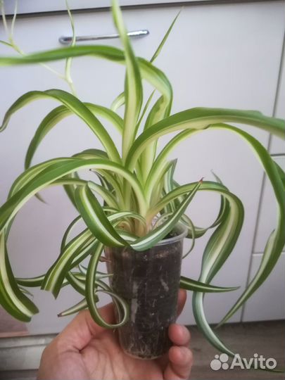 Эсхинантус, Хлорофитум Бонни