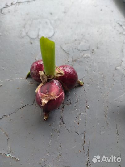 Многолетний лук