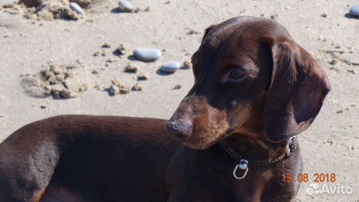 Кроличья такса вязка