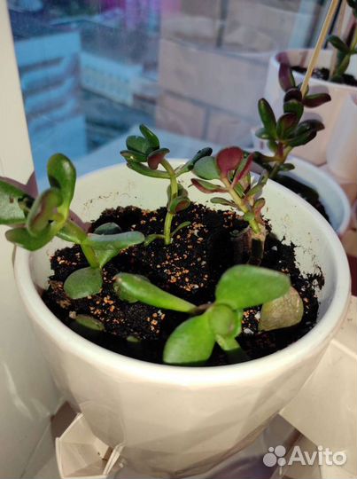 Толстянка крассула денежное дерево