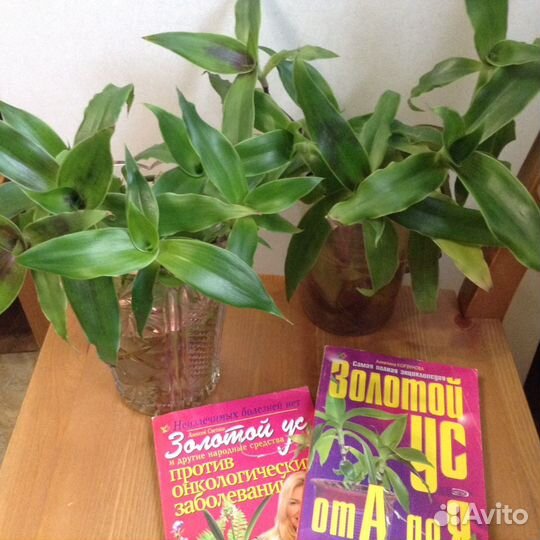 Золотой Ус растение