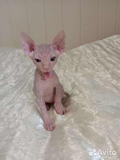 Канадский сфинкс котенок