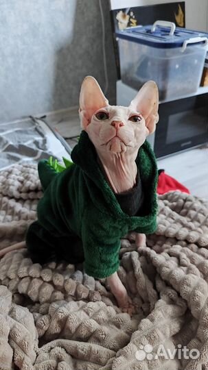 Одежда для собак и кошек