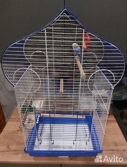 Волнистый попугай с клеткой