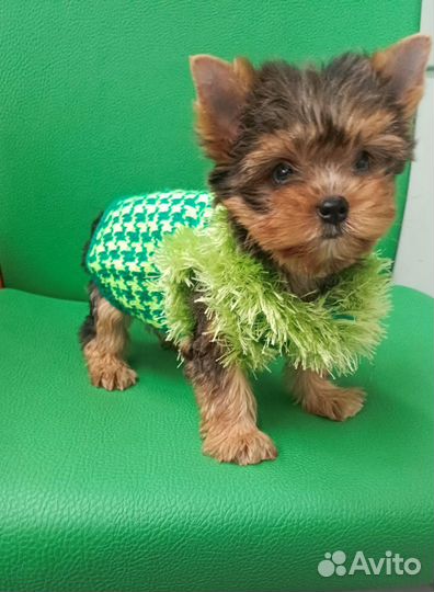 Йоркширский терьер мини девочка блу мерле