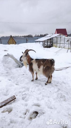 Коза дойная и дочка