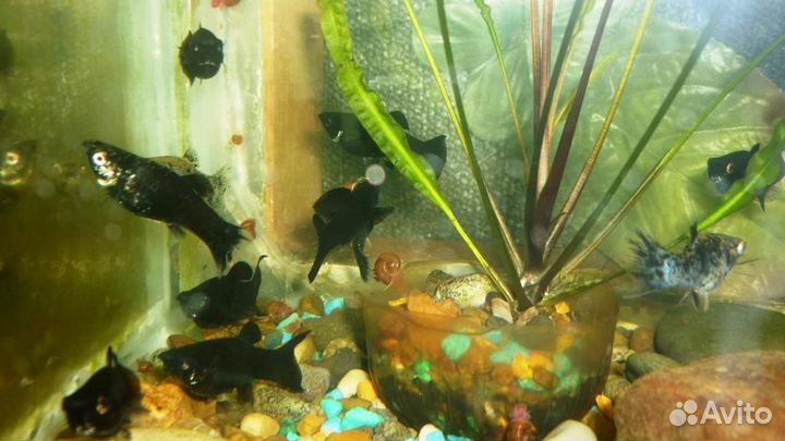 Рыбки моллинезии