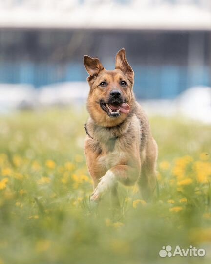 Маленькая собака в добрые руки