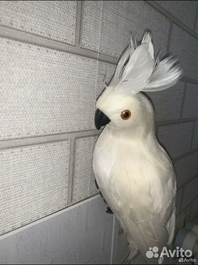 Попугай декор/искусственный попугай