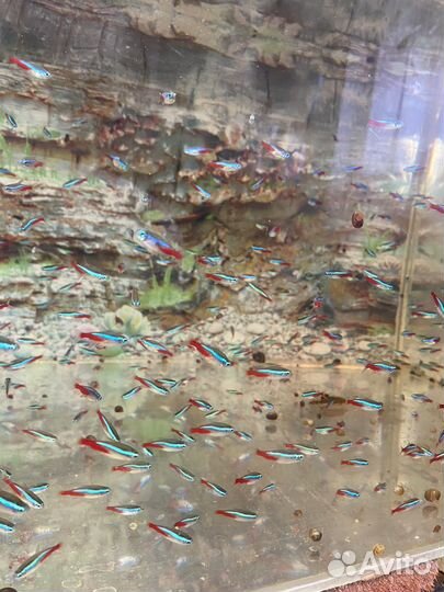 Рыба оптом и в розницу собственного разведения