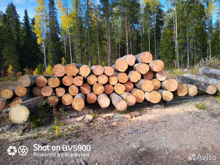 Изготовление срубов из Карельской сосны Kelo