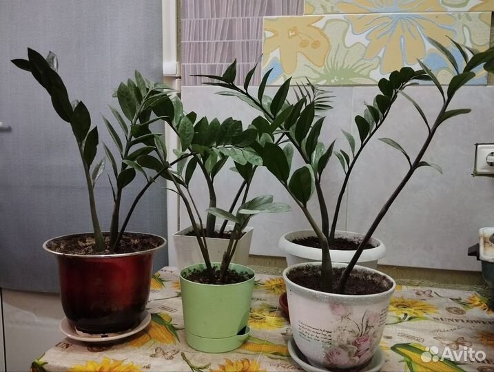 Замиокулькас