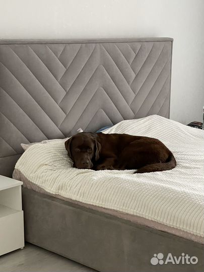 Шоколадный лабрадор вязка