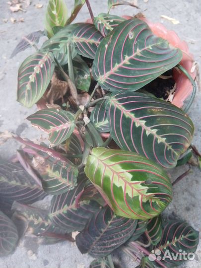 Комнатное растение