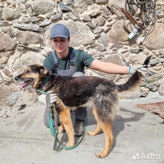 Софа ищет дом