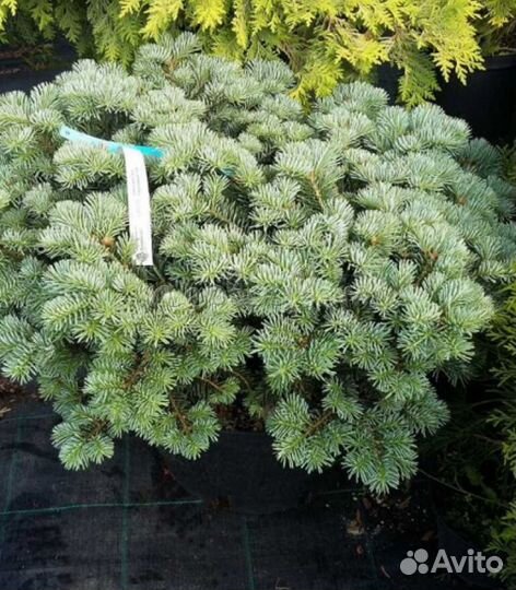 Пихта корейская 2 (подробности в описании)