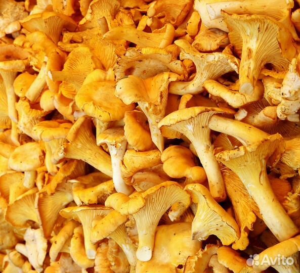 Грибы лисички свежие