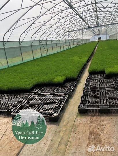 Зкс и окс Сосна Ель Лиственница сеянцы Голуб горн