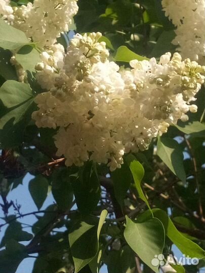 Букет сортовой сирени