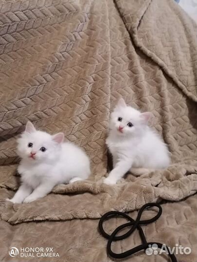 Невские маскарадные котята