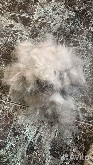 Собачья шерсть хаски