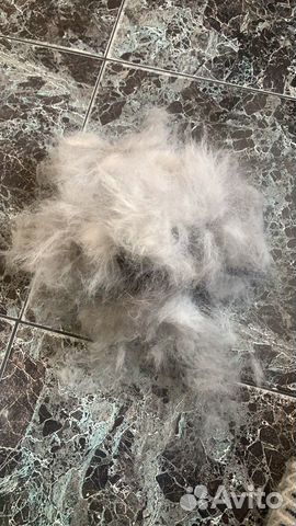 Собачья шерсть хаски