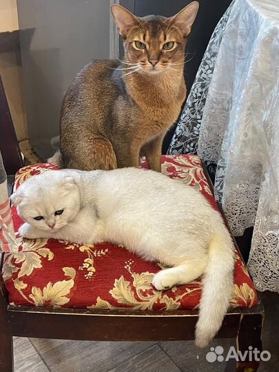 Шотландская вислоухая