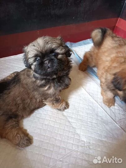 Щенки пекинеса