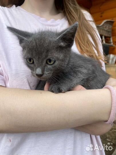 Котята в добрые руки. Оба мальчики