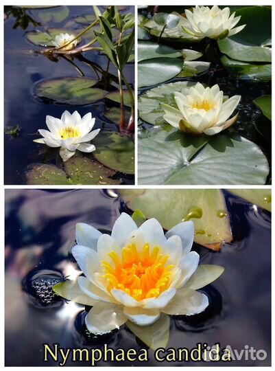 Нимфея Кандида (кувшинка чисто-белая)