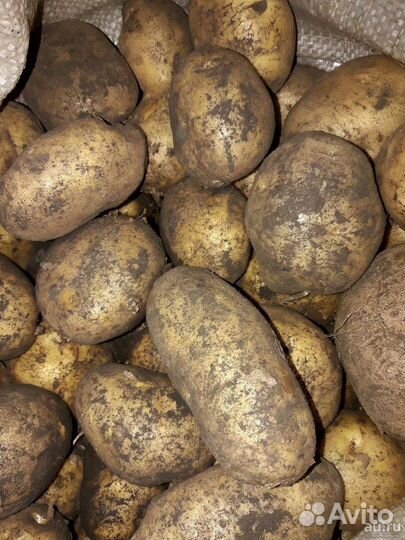 Продам картофель на еду