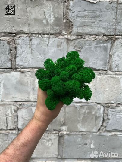 Стабилизированный Мох: Большой выбор цветов, 500г