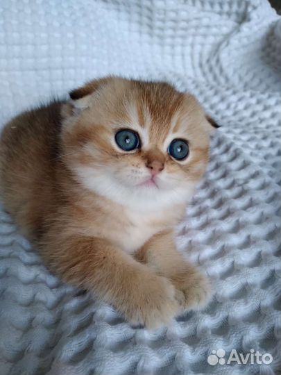 Шотландская золотая шиншилла резерв