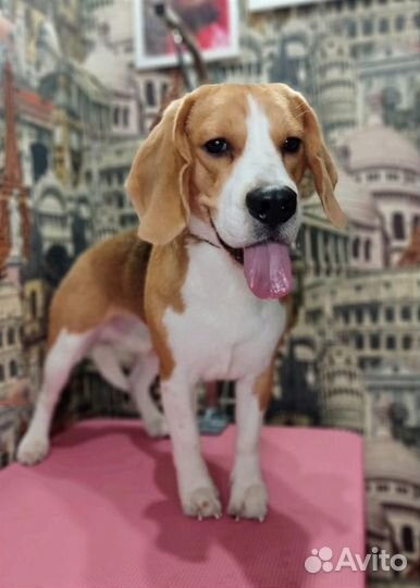 Бигль вязка