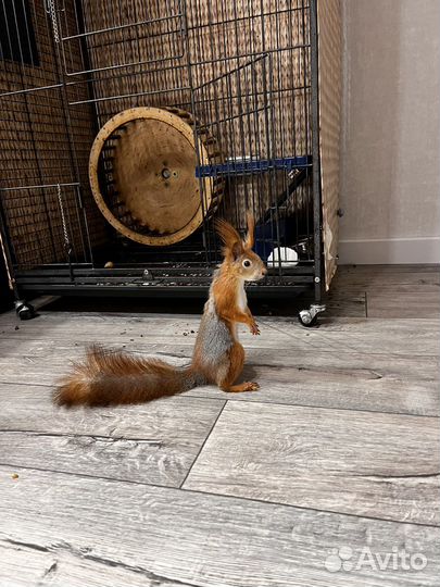 Клетка большая для птиц и грызунов