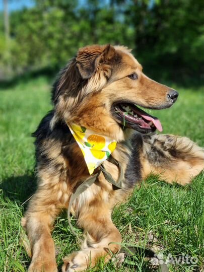 Нереальный красавец в приюте