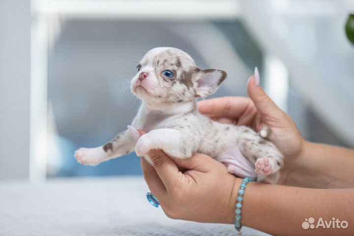 Чихуахуа Шикарные щенки Девочки и Мальчики