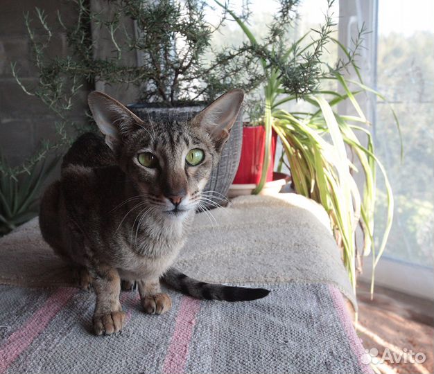 Ориентальная девочка