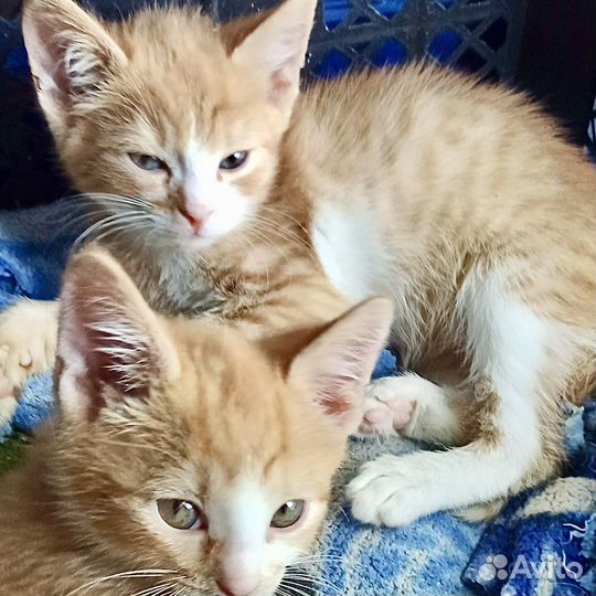 Рыжий котенок