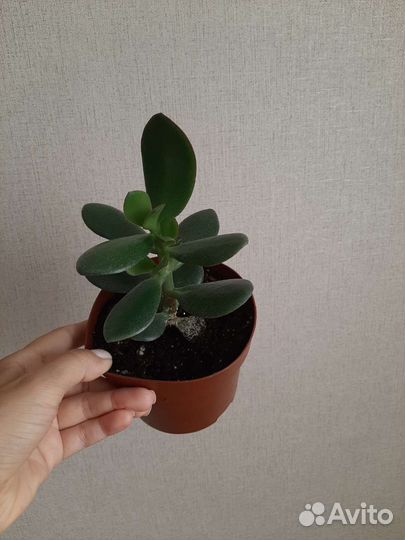 Денежное дерево толстянка