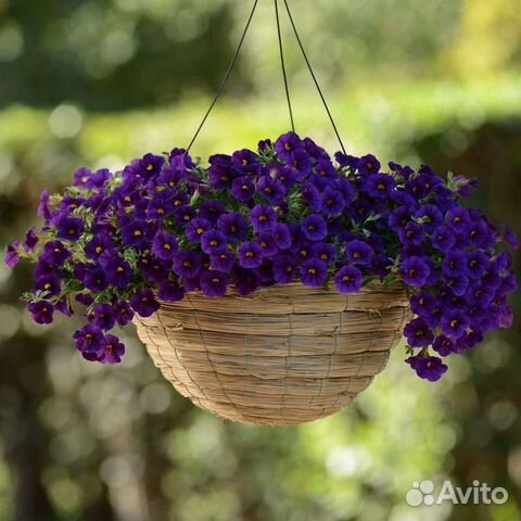 Калибрахоа Кали Дип Блю укорененный черенок купить в Санкт-Петербурге ...