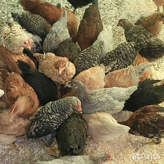 Цыплята несушки подрощенные
