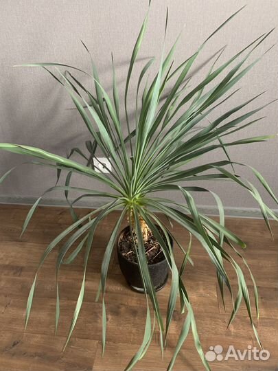 Юкка садовая пальма