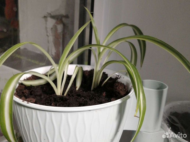 Хлорофитум кудрявый