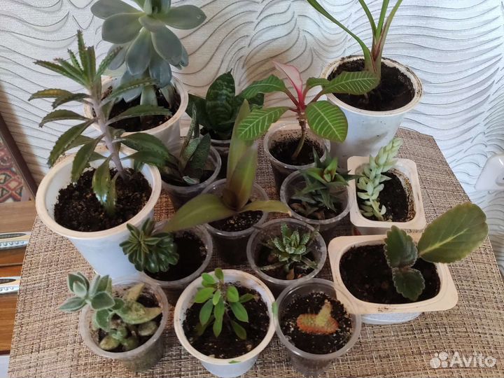 Комнатные растения