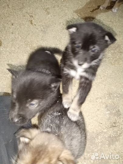 Отдам щенков в добрые руки